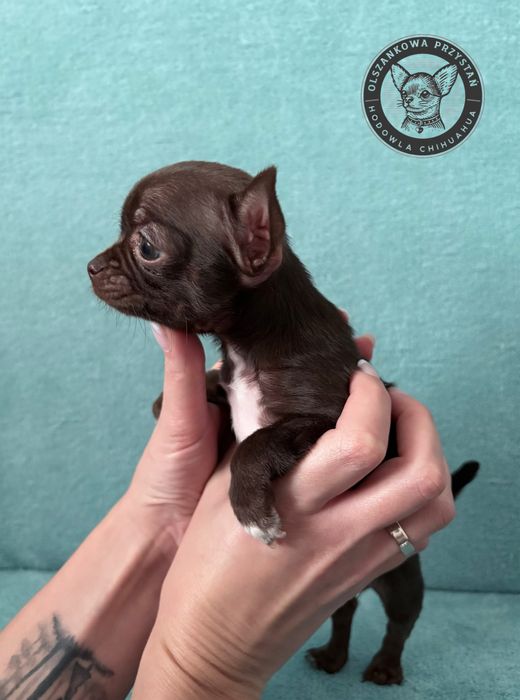 Malutka chihuahua krotkowlosa czekoladowa