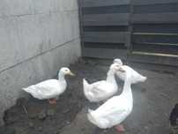 4 dorosłe kaczki Pekin