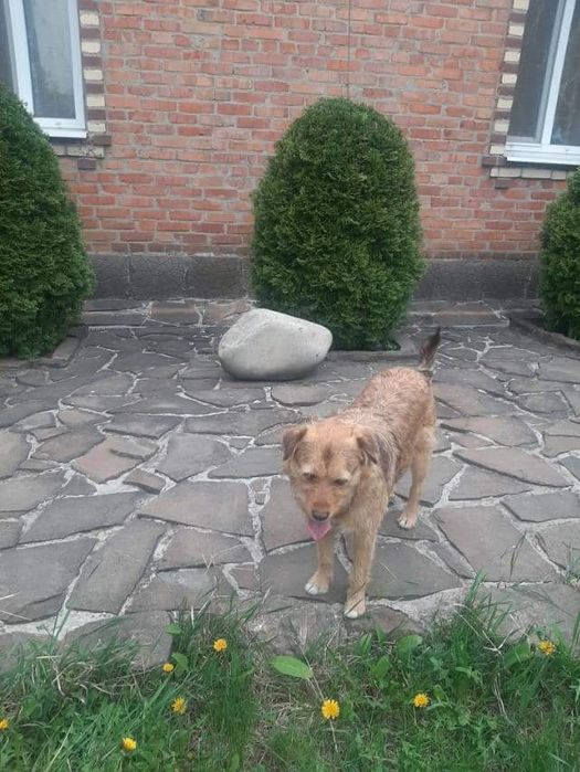 Отдам бесплатно в хорошие и добрые руки собачку