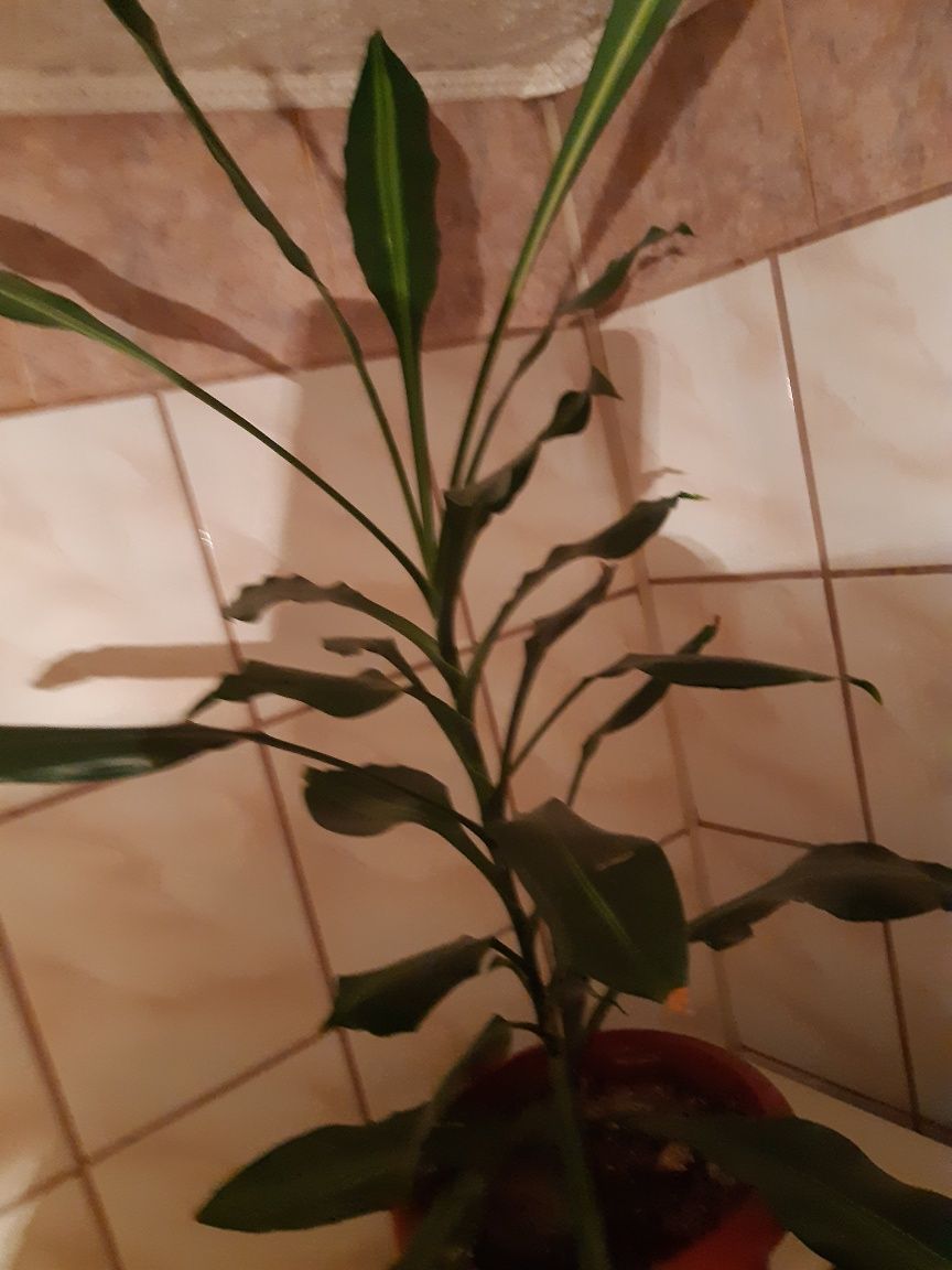Пальма юкка  в вазоні