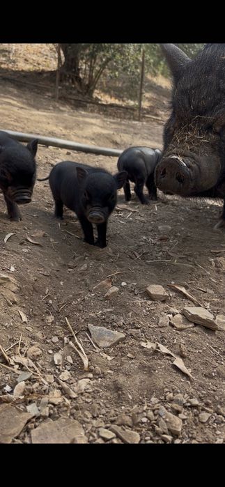 Troco ou vendo dois leitõezinhos vietnamitas machos