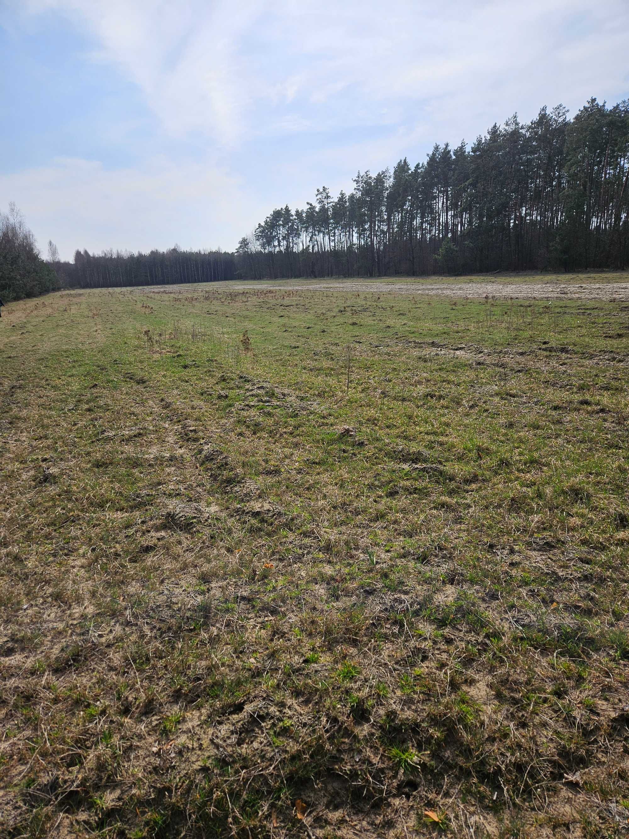 Sprzedam działkę rolną 3,05 ha w Bedlenku gm. Końskie pow. konecki