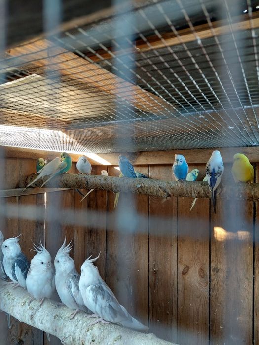 Papugi faliste nimfy zeberki gołąbki diamentowe