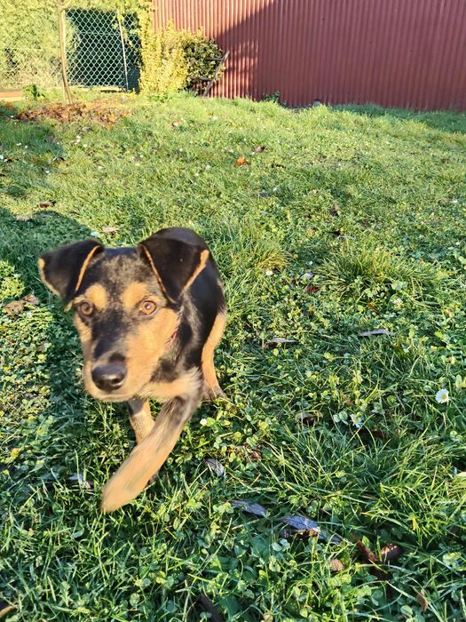 Pola  szczeniaka szuka domu