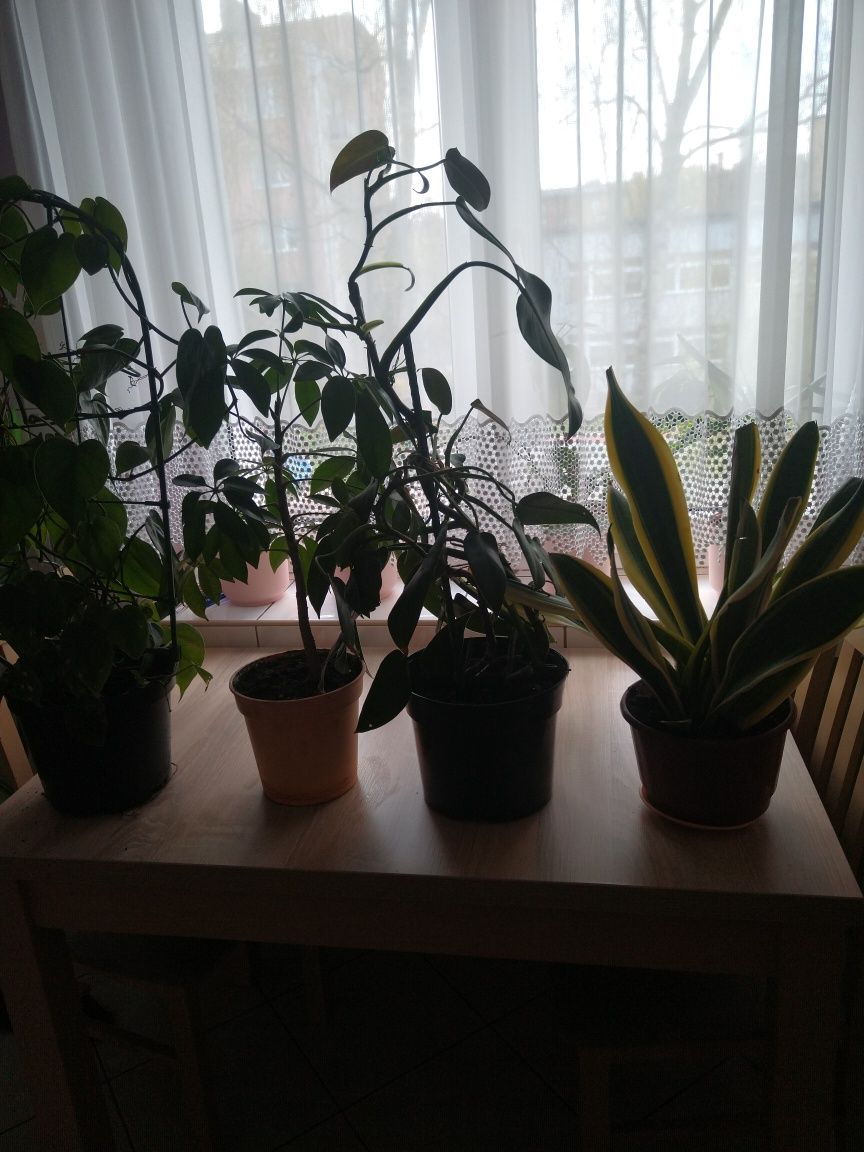 Cztery kwiatki doniczkowe filodendron sansewieria scheflera