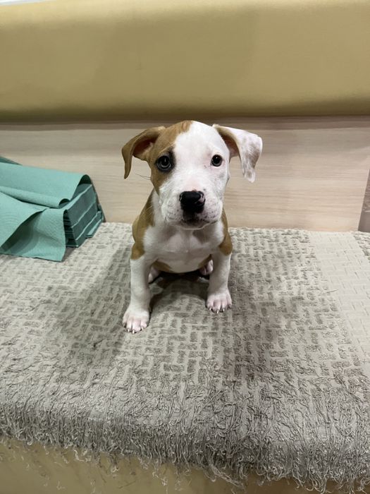 Цуценята амстаффа