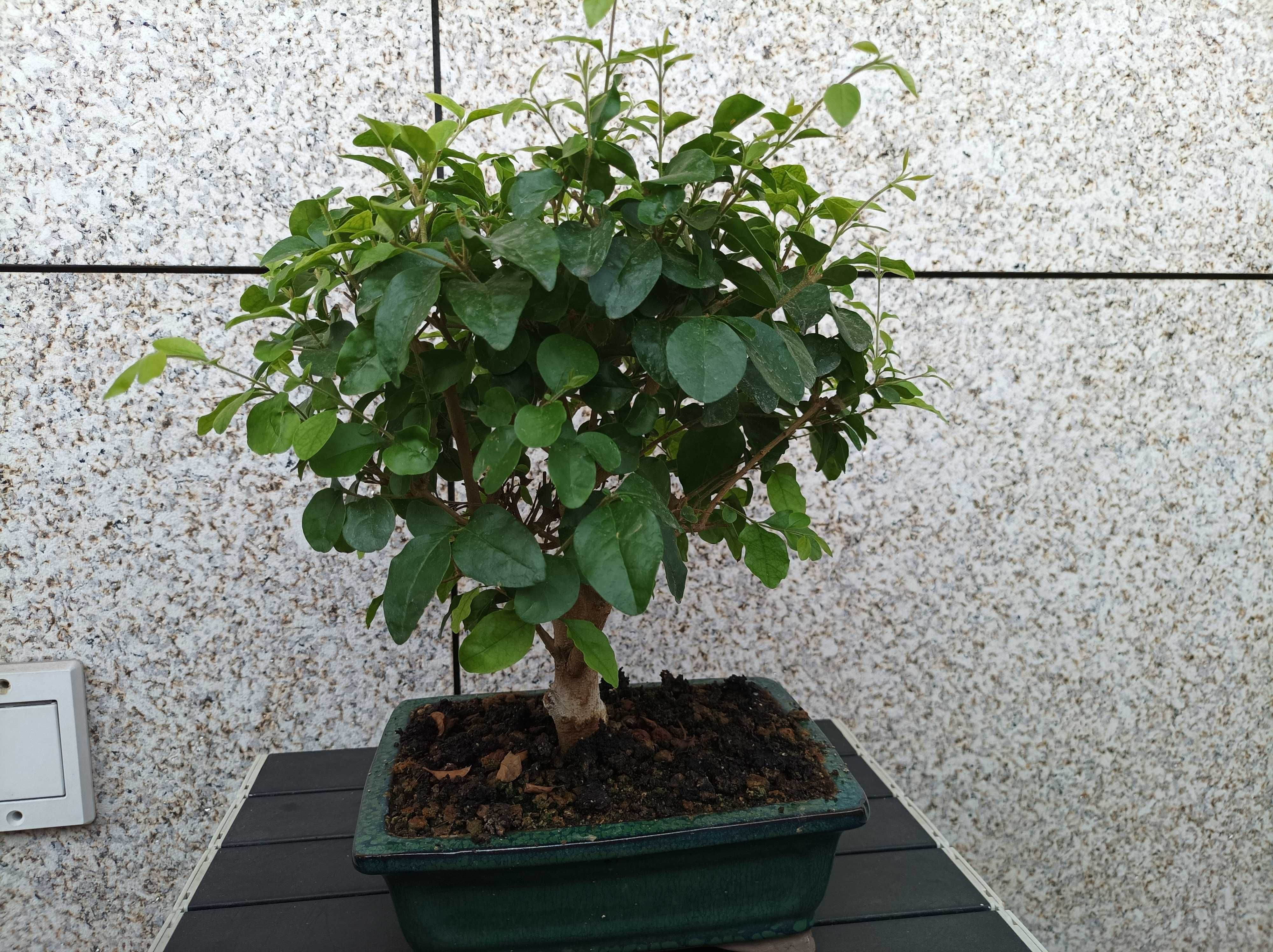 Bonsai Ligustrum - 7 anos