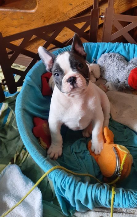 Французські бульдоги