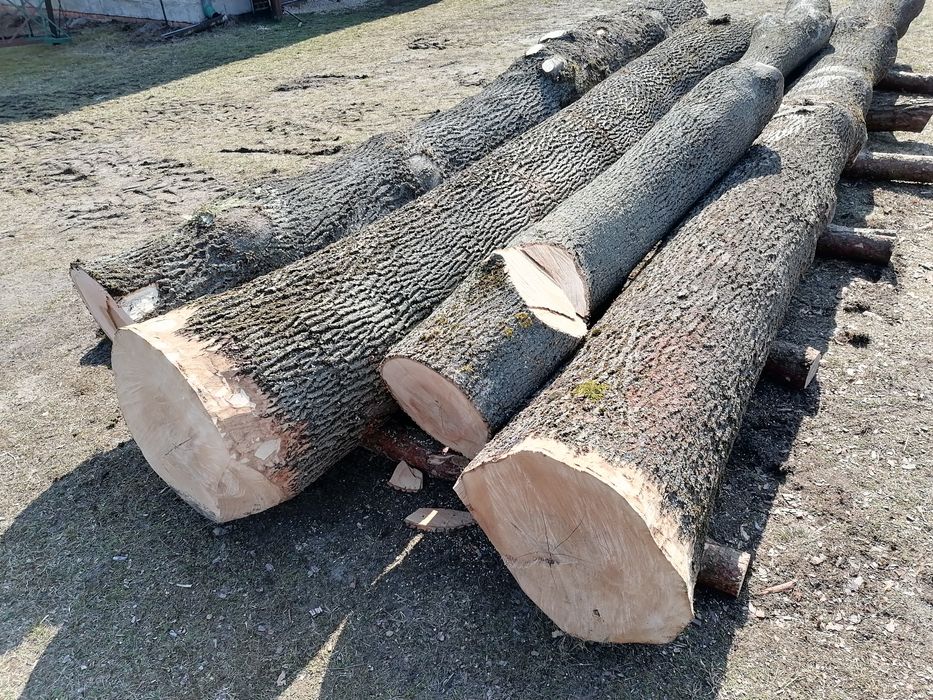 Jesion kłody sprzedam
