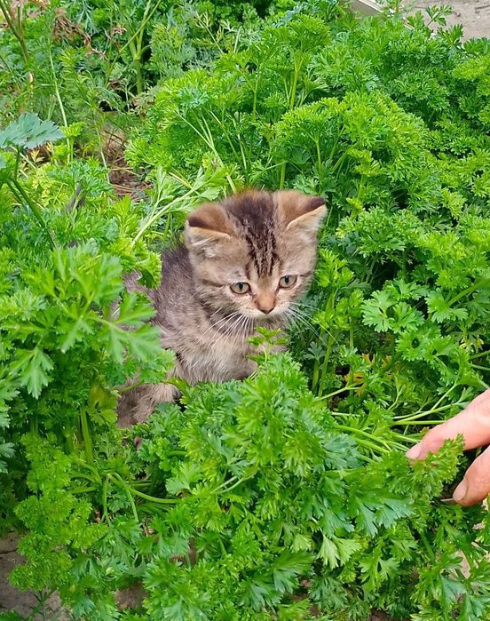 Отдам котят в добрые руки