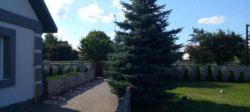 Продам ялинку голубу