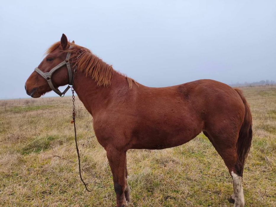 Продам кобилу, робоча.