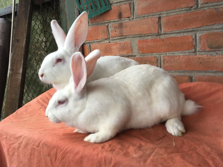 Кролі Термонська Біла ( Термонці)