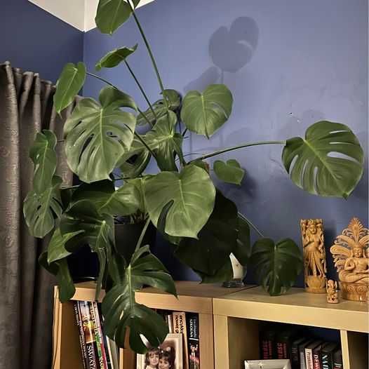 Monstera deliciosa