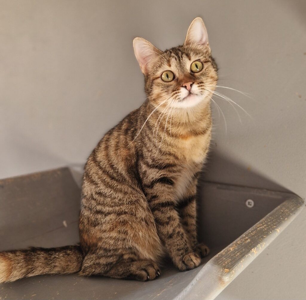 Eshka kochana kotka do adopcji!