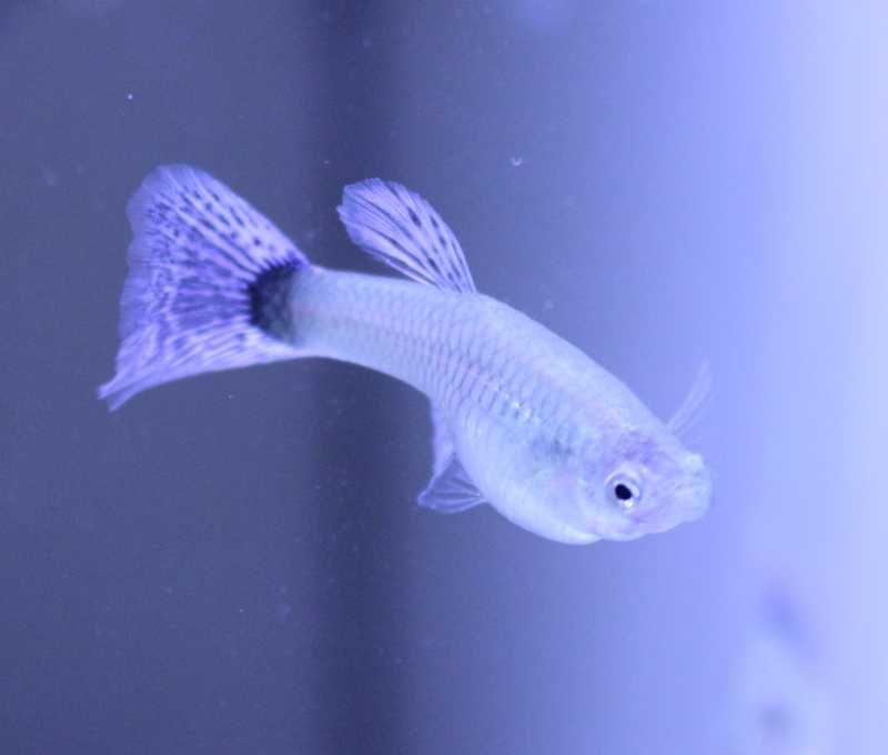 Guppys Red Mosaico