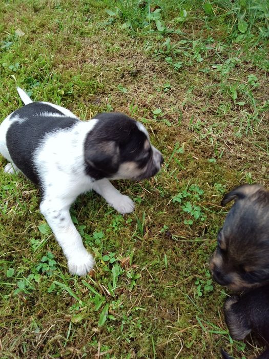 Oddam pieska  w dobre ręce.