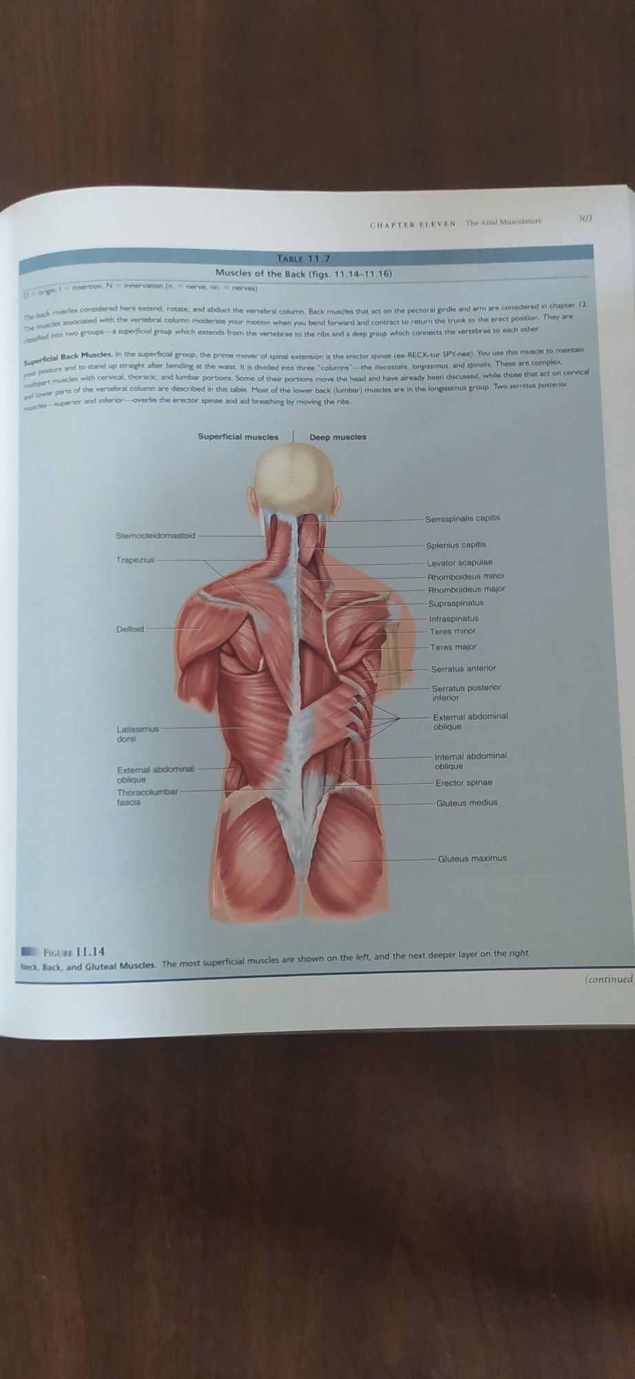 Анатомія людини/Human Anatomy by Kenneth S. Saladin (Author)
