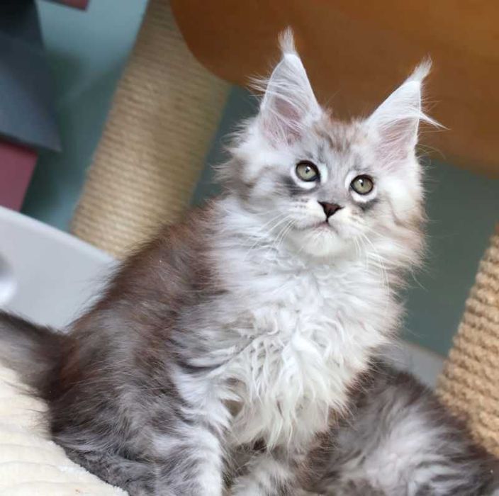 Śnieżny tygrysek Maine coon