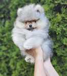 Piesek Szpic miniaturowy Pomeranian