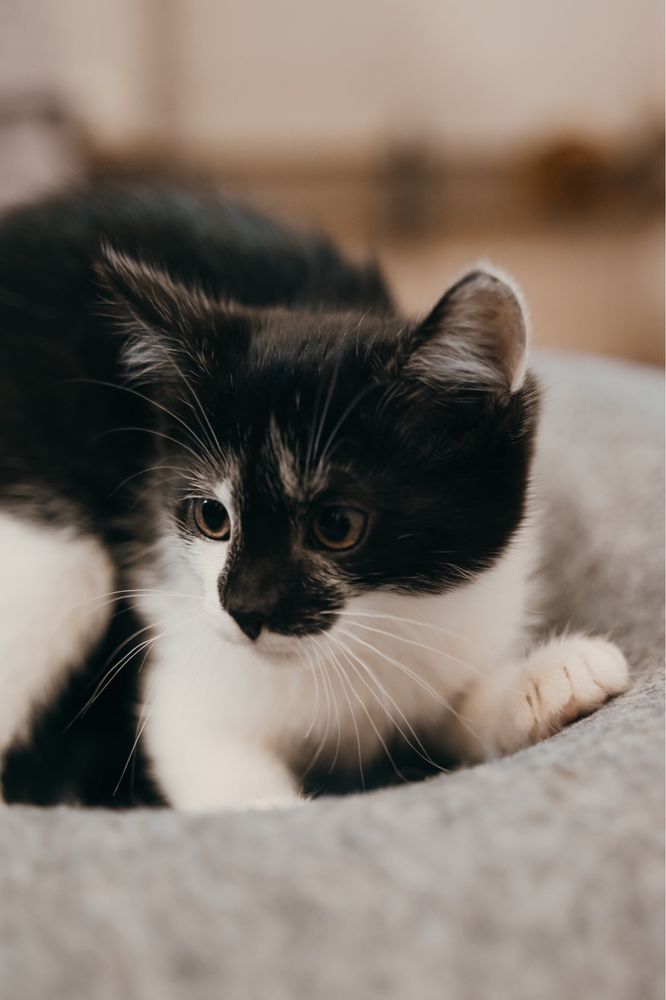 Nieśmiała i śliczna Cindy do odpowiedzialnej adopcji