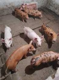 Продаємо поросятка