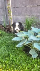 Sprzedam suczkę border collie