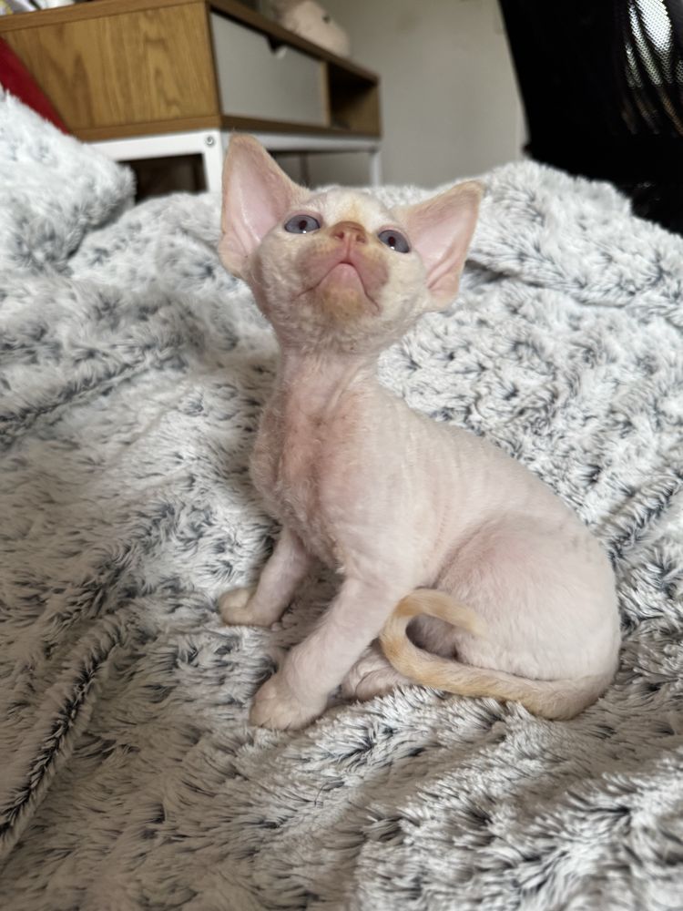 Śliczny kocurek Devon Rex Gucio