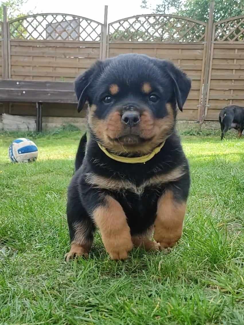 Suczka Rottweiler ZKwP/FCI