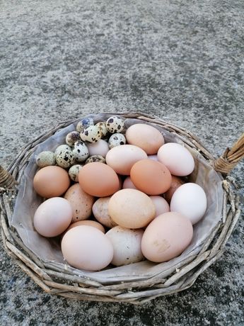 Ovos caseiros de galinha e codorniz