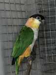 Marianinha- Pionites melanocephalus