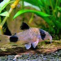 Kirysek panda - Corydoras panda