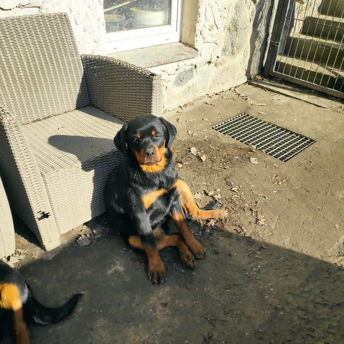 Rottweiler szczenię FCI