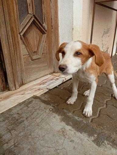 Cãozinho muito meigo e lindo