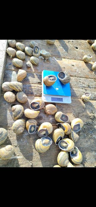 Ślimaki Helix Aspersa Maxima