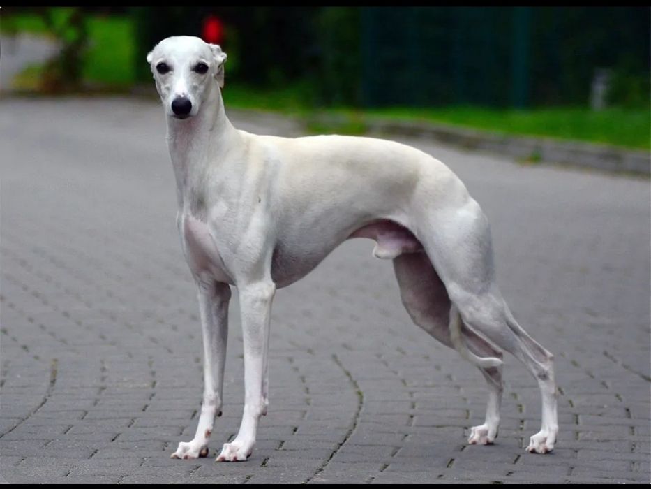 Suczka Chart Angielski Whippet FCI