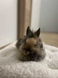 Piekny królik miniaturka