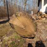 Dąb w klocu kłoda 50 cm średnicy