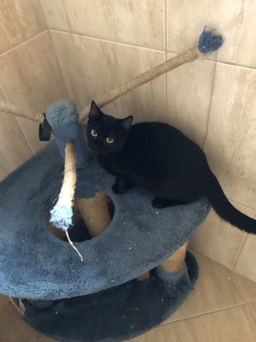 Gatinho bebe para adocao