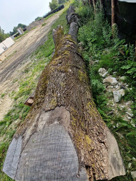 Kłoda Jesion Dąb  drzewo duże deski