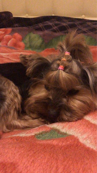 йорчик в‘язка!!!