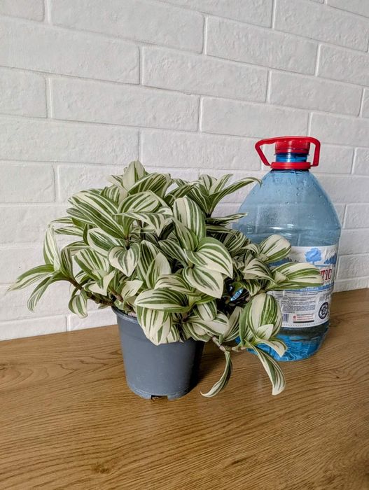 Традесканция Альбифлора Традесканція Альбіфлора Tradescantia albiflora