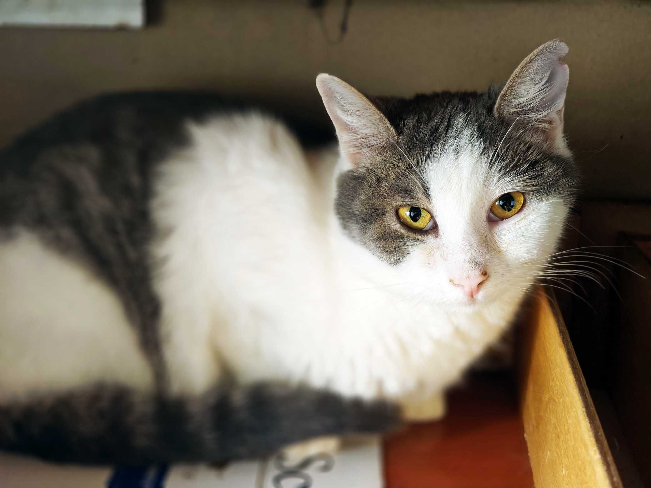 Фанні 1 рік, шукає сім`ю, кот коти котенок кіт котики кішка котик