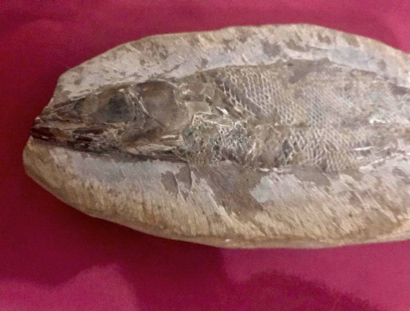 Fóssil de peixe osseo
