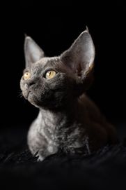 Devon Rex* rozkoszny niebieski chłopczyk