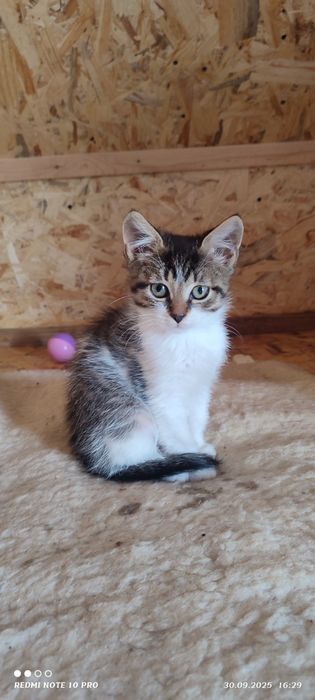 Віддамо у добрі руки кошеняток хлопчика і дівчинку
