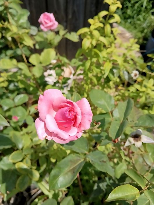 Roseiras envasadas cor rosa