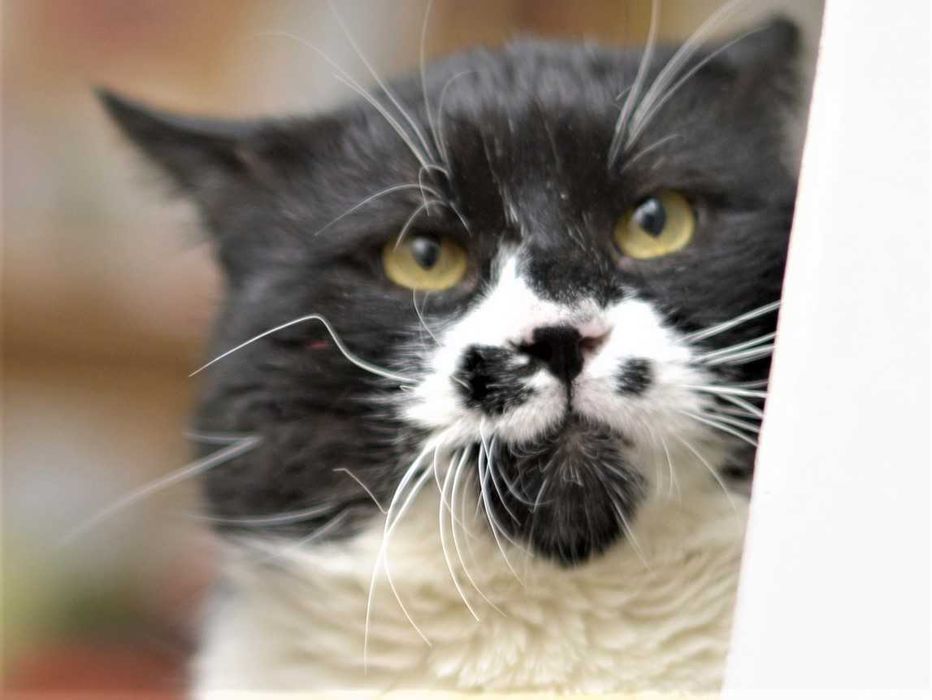 кот кастрир. умный, ласковый, молодой