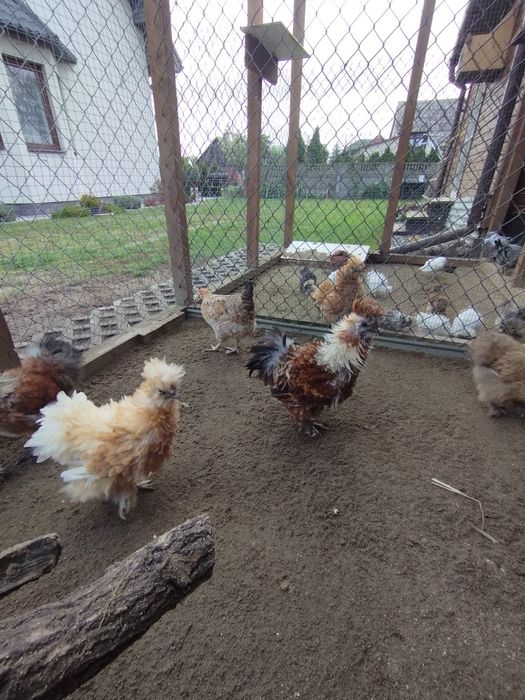 Silki jedwabiste lokowane i satynowe