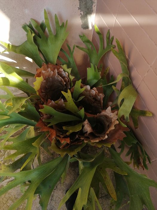 Planta em vaso "Chifres de Veado" Gigante - Platycerium Bifurcatum